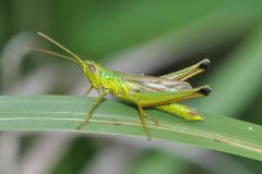 Chrysochraon dispar